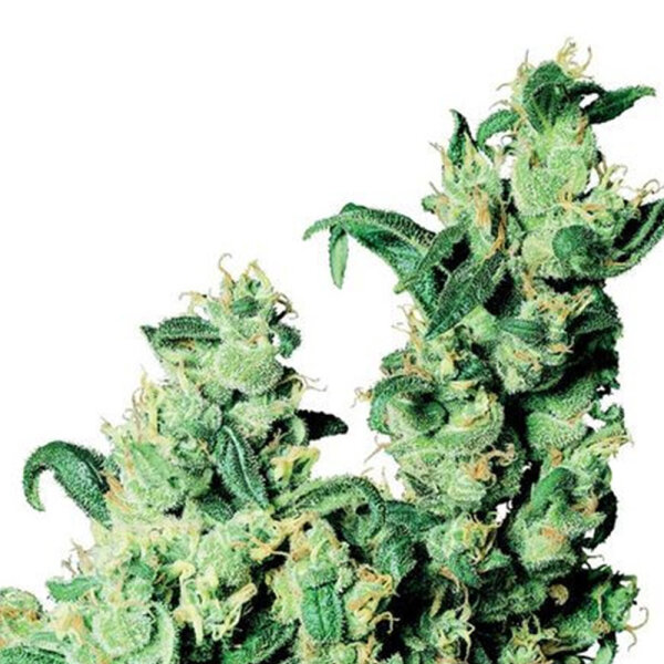 DBH Jack Herer Regulär