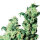 DBH Jack Herer Regulär