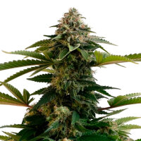 Kannabia Amnesia Dream XL Auto