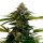 Kannabia Amnesia Dream XL Auto