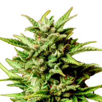 Kannabia Break-Up Cake Auto