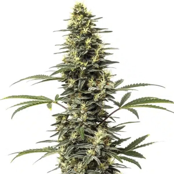 DBH Original Amnesia Regulär