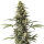 DBH Original Amnesia Regulär