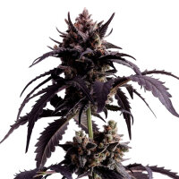 Kannabia Ginger Punch Auto 1 Samen