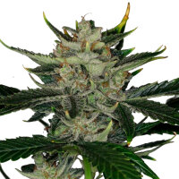 Kannabia Gorilla King Auto 1 Samen