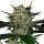 Kannabia Gorilla King Auto 1 Samen