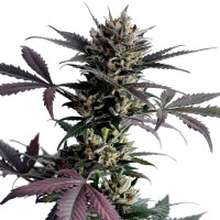 Kannabia Lemon Haze Auto 1 Samen