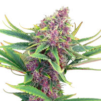Kannabia Purple Kush Feminisiert