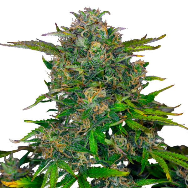 Kannabia Zkittlez Auto