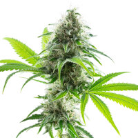 Kannabia Kama Kush CBD Feminisiert