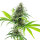 Kannabia Kama Kush CBD Feminisiert