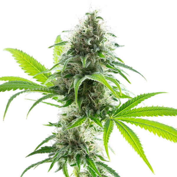 Kannabia Kama Kush CBD Feminisiert 1 Samen
