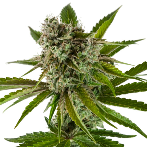 Kannabia RS11 aka Rainbow Sherbet #11 Feminisiert