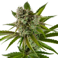 Kannabia RS11 aka Rainbow Sherbet #11 Feminisiert