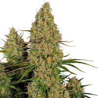 Sensi Seeds Sticky Orange XXL Automatic 10 Samen