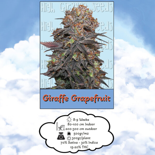 High Giraffe Seeds Giraffe Grapefruit Feminisiert