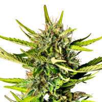 Kannabia Strawberry Haze Auto