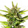 Kannabia Strawberry Haze Auto
