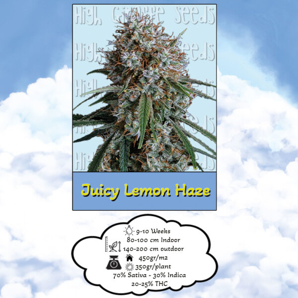 High Giraffe Seeds Juicy Lemon Haze Feminisiert