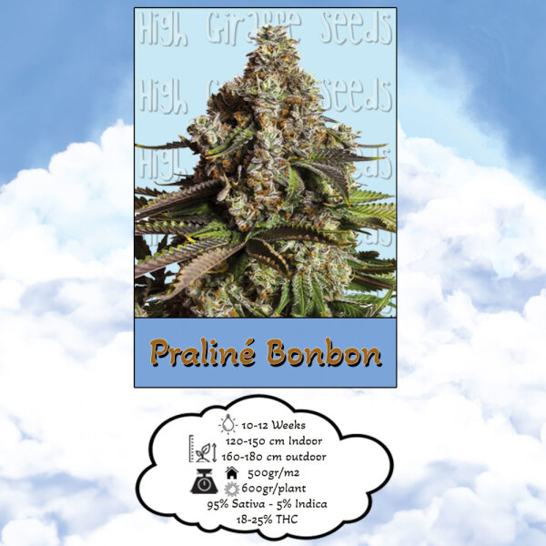 High Giraffe Seeds Praline Bonbon Feminisiert