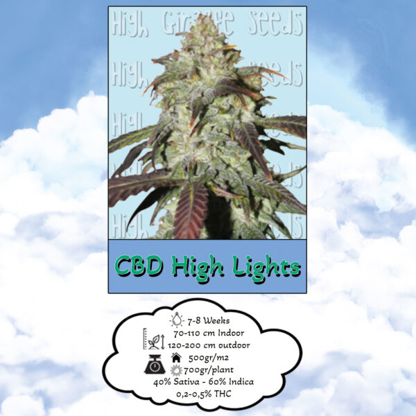 High Giraffe Seeds CBD High Lights Feminisiert