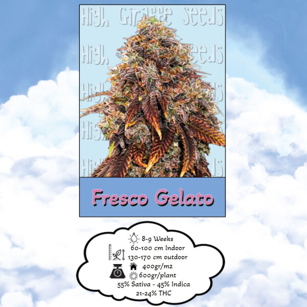 High Giraffe Seeds Fresco Gelato Feminisiert