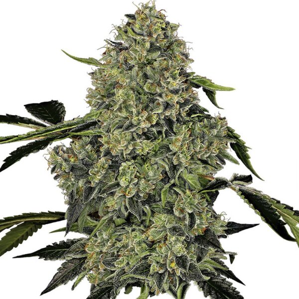 DBH OG Kush Feminisiert