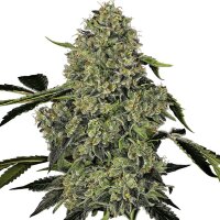 DBH OG Kush Feminisiert
