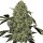 DBH OG Kush Feminisiert