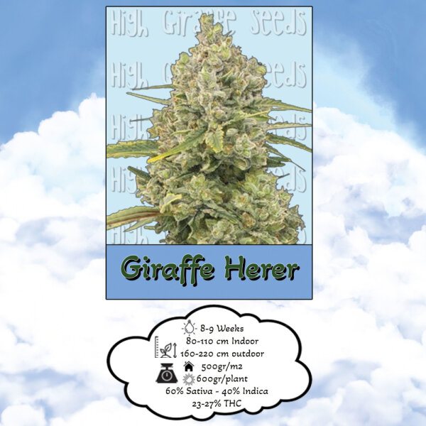 High Giraffe Seeds Giraffe Herer Feminisiert 3 Samen