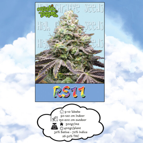 High Giraffe Seeds RS11 Feminisiert