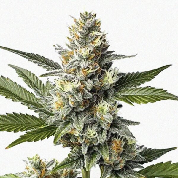 DBH OG Kush Regulär