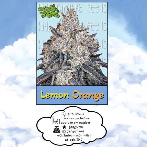 High Giraffe Seeds Lemon Orange Feminisiert