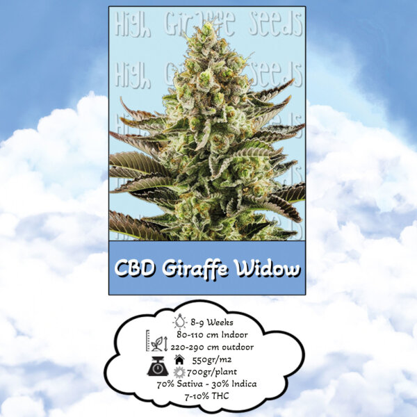 High Giraffe Seeds CBD Giraffe Widow Feminisiert