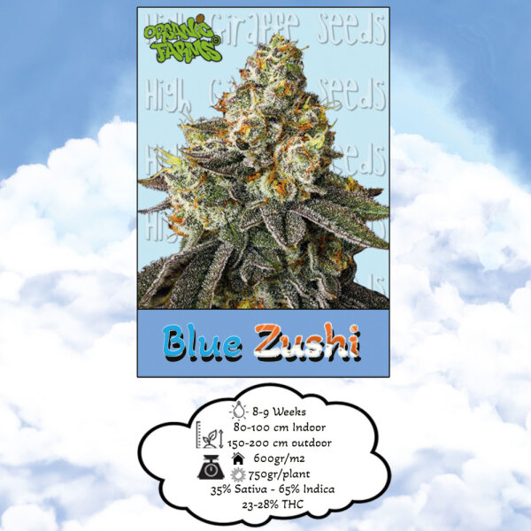 High Giraffe Seeds Blue Zushi Feminisiert
