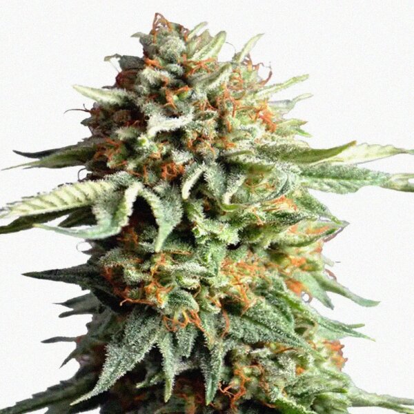 DBH Big Bud Regulär