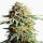 DBH Big Bud Regulär