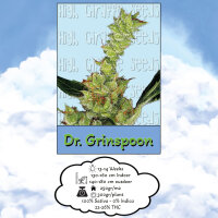 High Giraffe Seeds Dr. Grinspoon Feminisiert