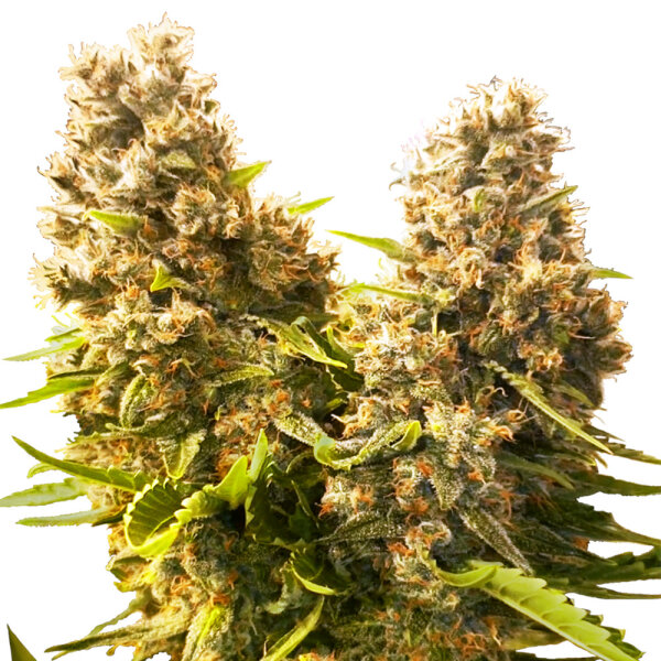 Sensi Seeds Banana Kush Cake Automatic