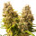 Sensi Seeds Banana Kush Cake Automatic