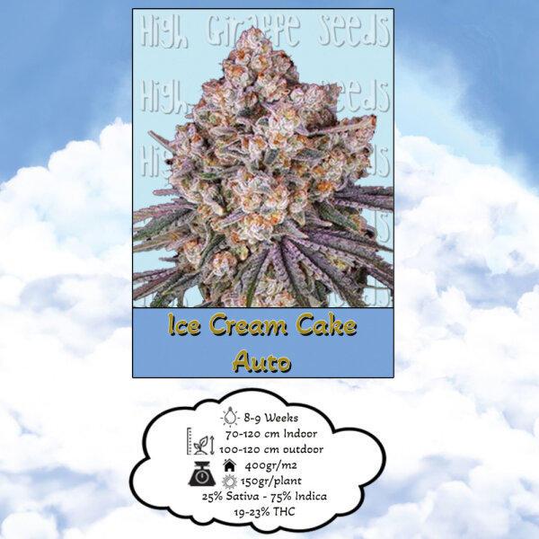 High Giraffe Seeds Ice Cream Cake Auto 3 Samen