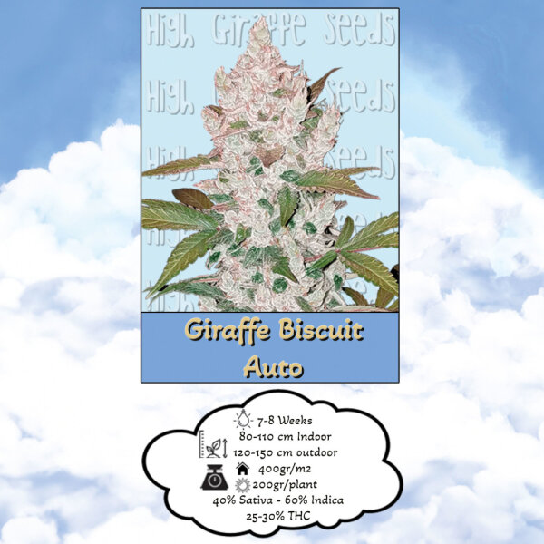 High Giraffe Seeds Giraffe Biscuit Auto 3 Samen