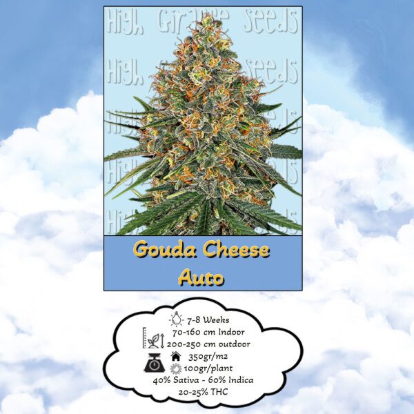 High Giraffe Seeds Gouda Cheese Auto