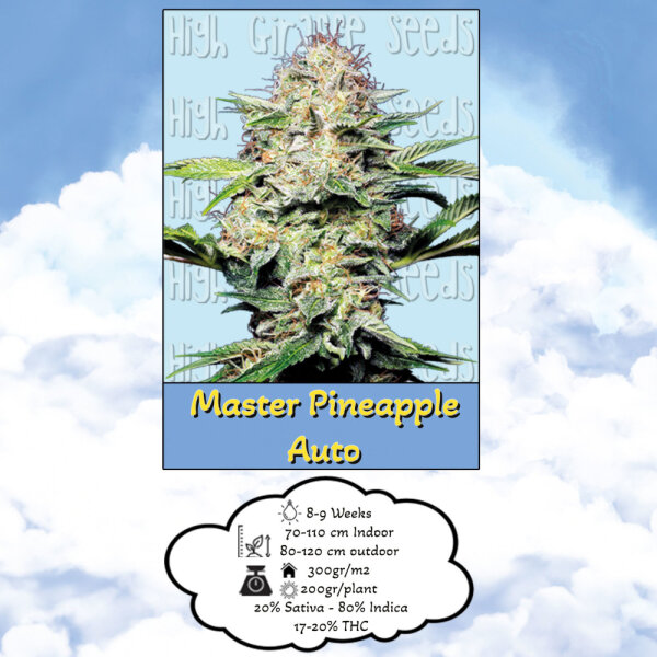 High Giraffe Seeds Master Pineapple Auto 3 Samen
