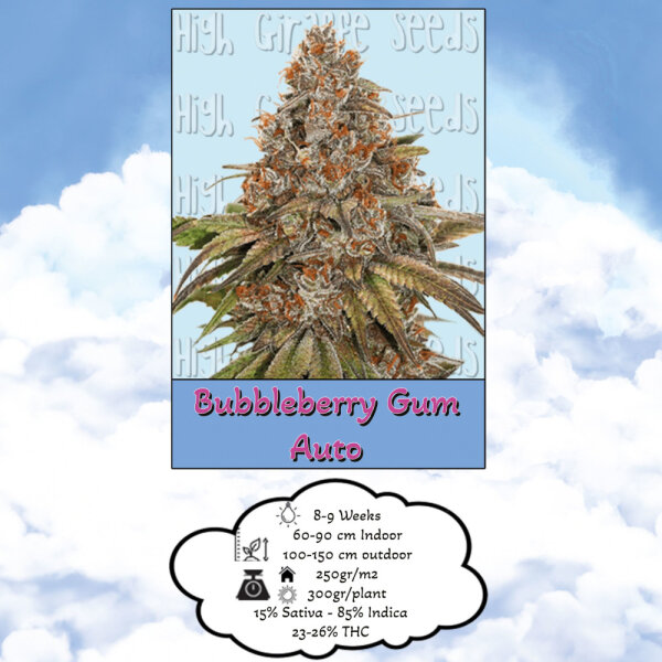 High Giraffe Seeds Bubbleberry Gum Auto