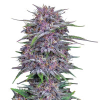 FastBuds Banana Purple Punch Auto 1 Samen