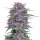 FastBuds Banana Purple Punch Auto 1 Samen