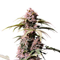 FastBuds Amnesia Z Auto