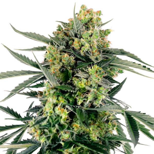Sensi Seeds Blueberry Zkittlez Automatic 3 Samen