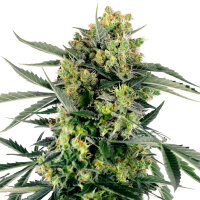 Sensi Seeds Blueberry Zkittlez Automatic 3 Samen